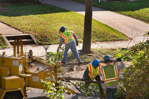 Best Stump Grinding Near Me  in Cayce, SC